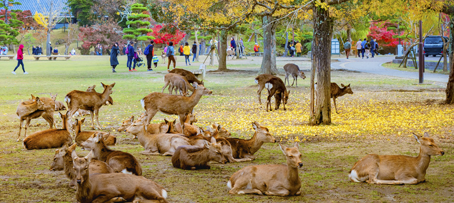 Japón abre sus fronteras al turismo sin restricciones